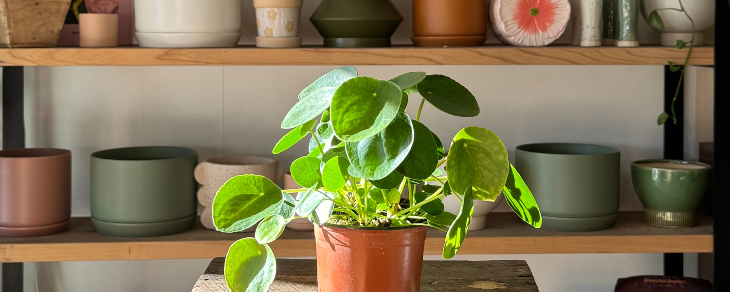 Shop Indoor Plants & Plant Combos for Gift Delivery