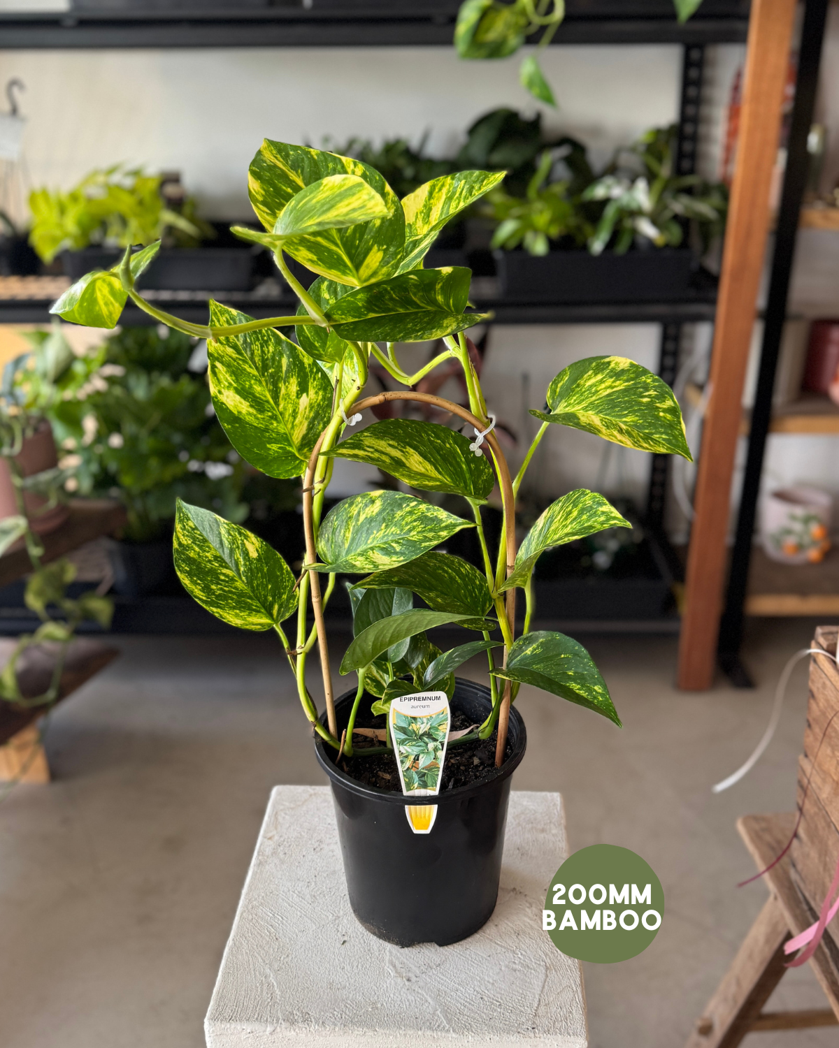 🪴 Devil’s Ivy (Epipremnum Aureum)