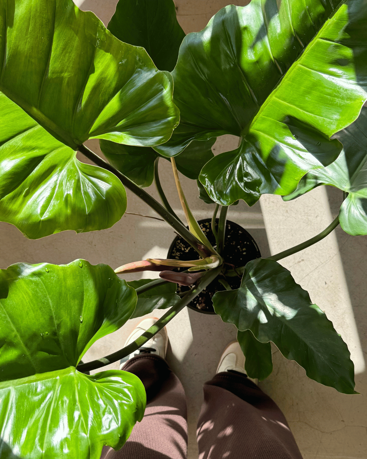 Philodendron Jungle Fever - Indoor Plants & Florist Muswellbrook