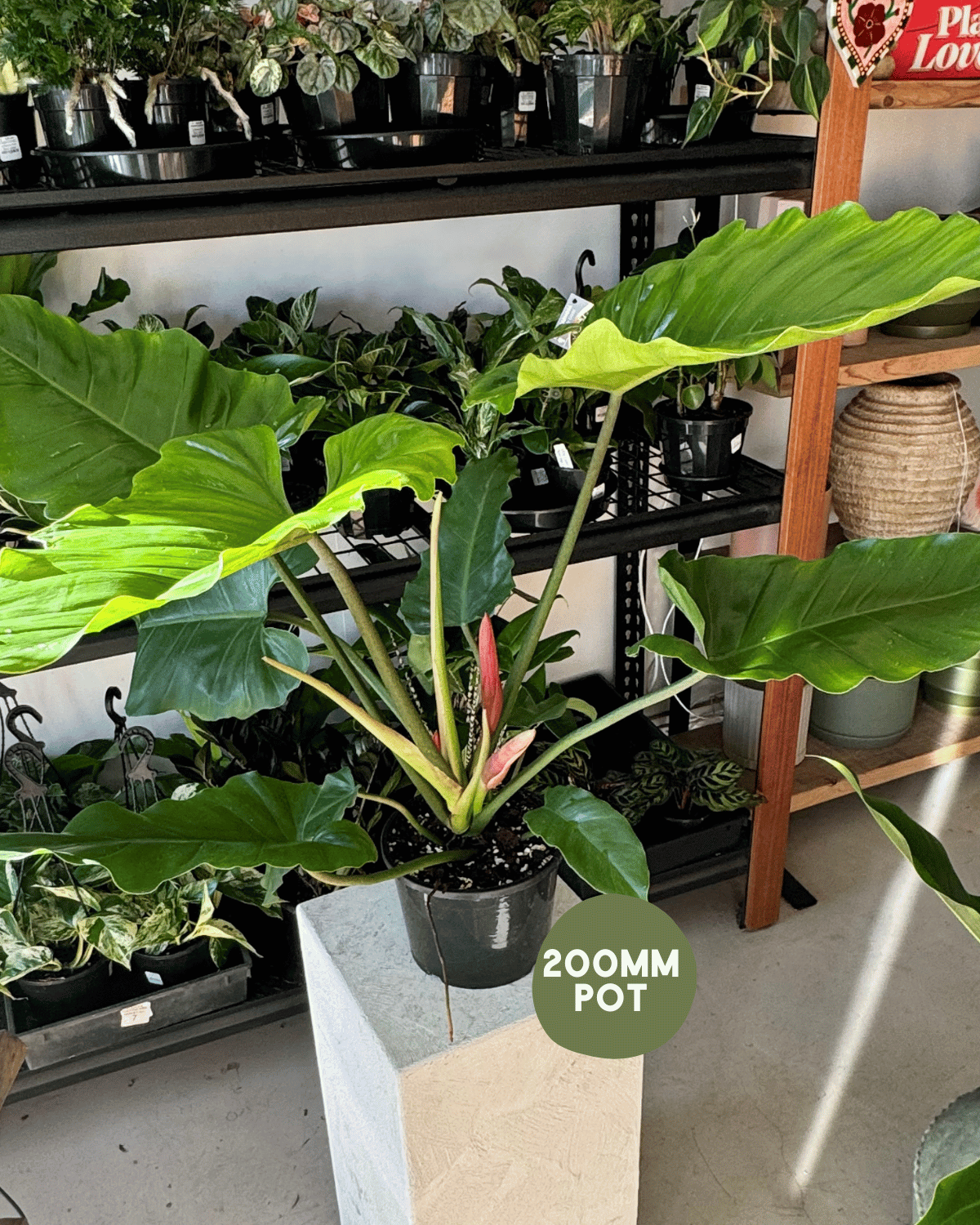 Philodendron Jungle Fever - Indoor Plants & Florist Muswellbrook