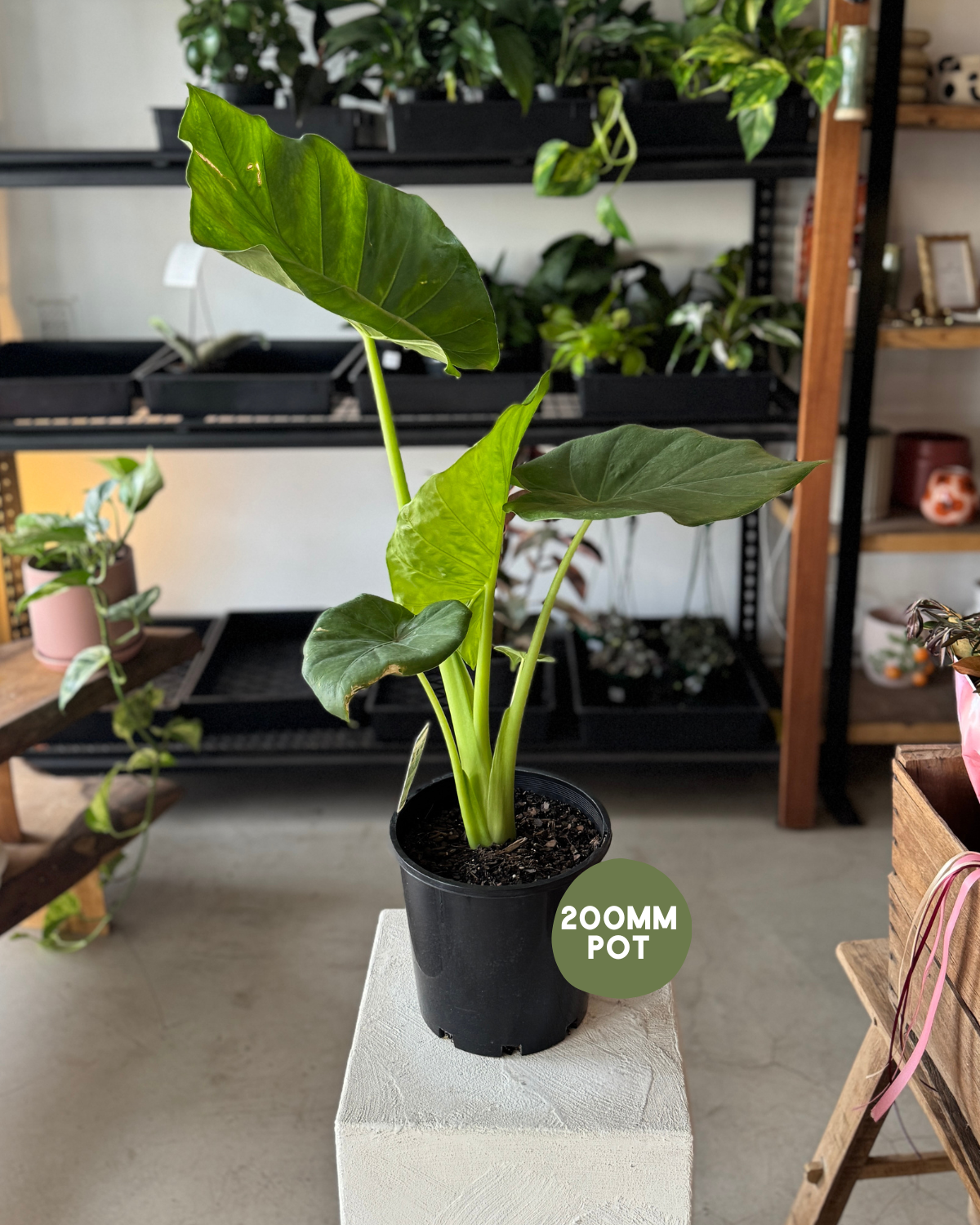 Alocasia Macrorrhizos (Giant Elephant&