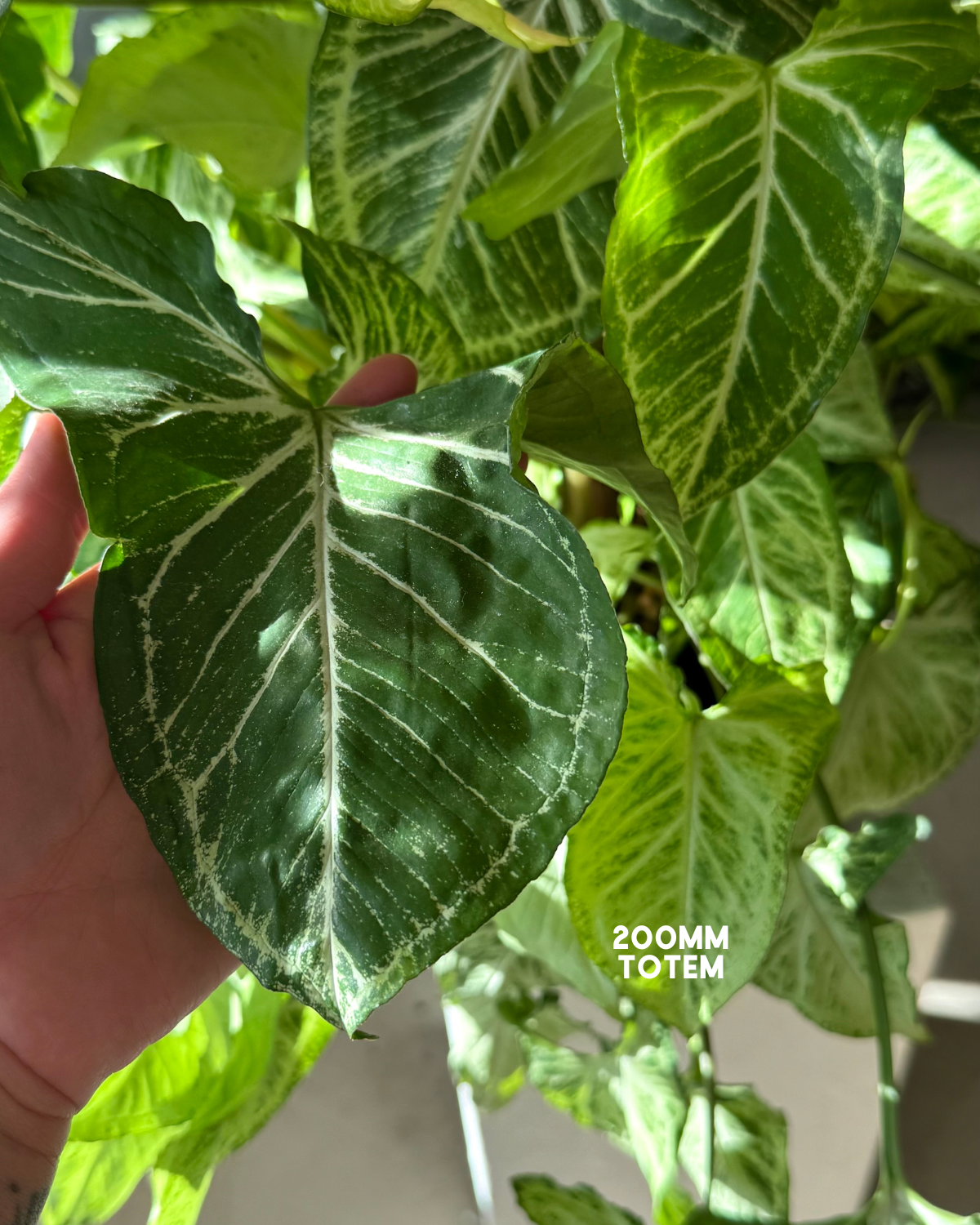 Arrowhead Syngonium (Syngonium Podophyllum) - Plant Delivery Muswellbrook