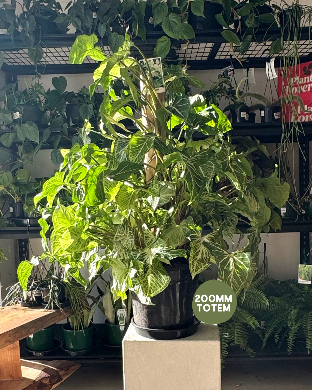 Arrowhead Syngonium (Syngonium Podophyllum) - Plant Delivery Muswellbrook