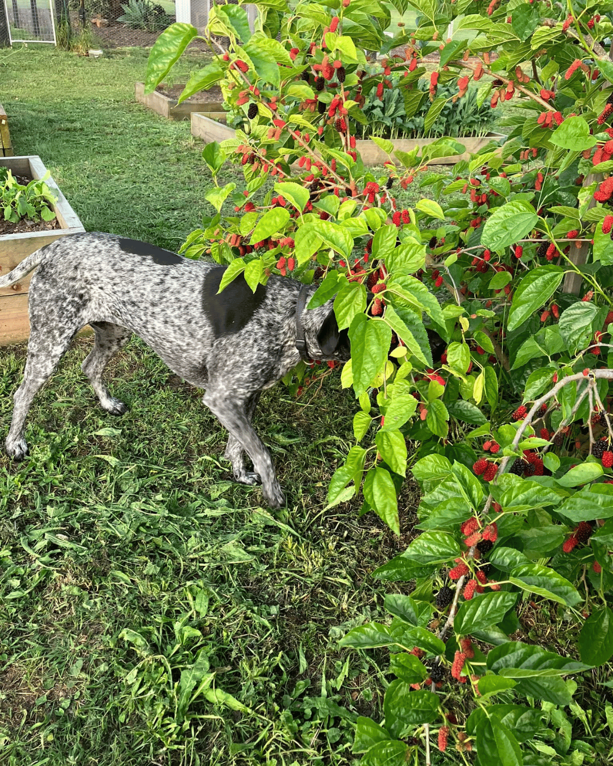 Locally made Backberry Jam by The Dusty Garden