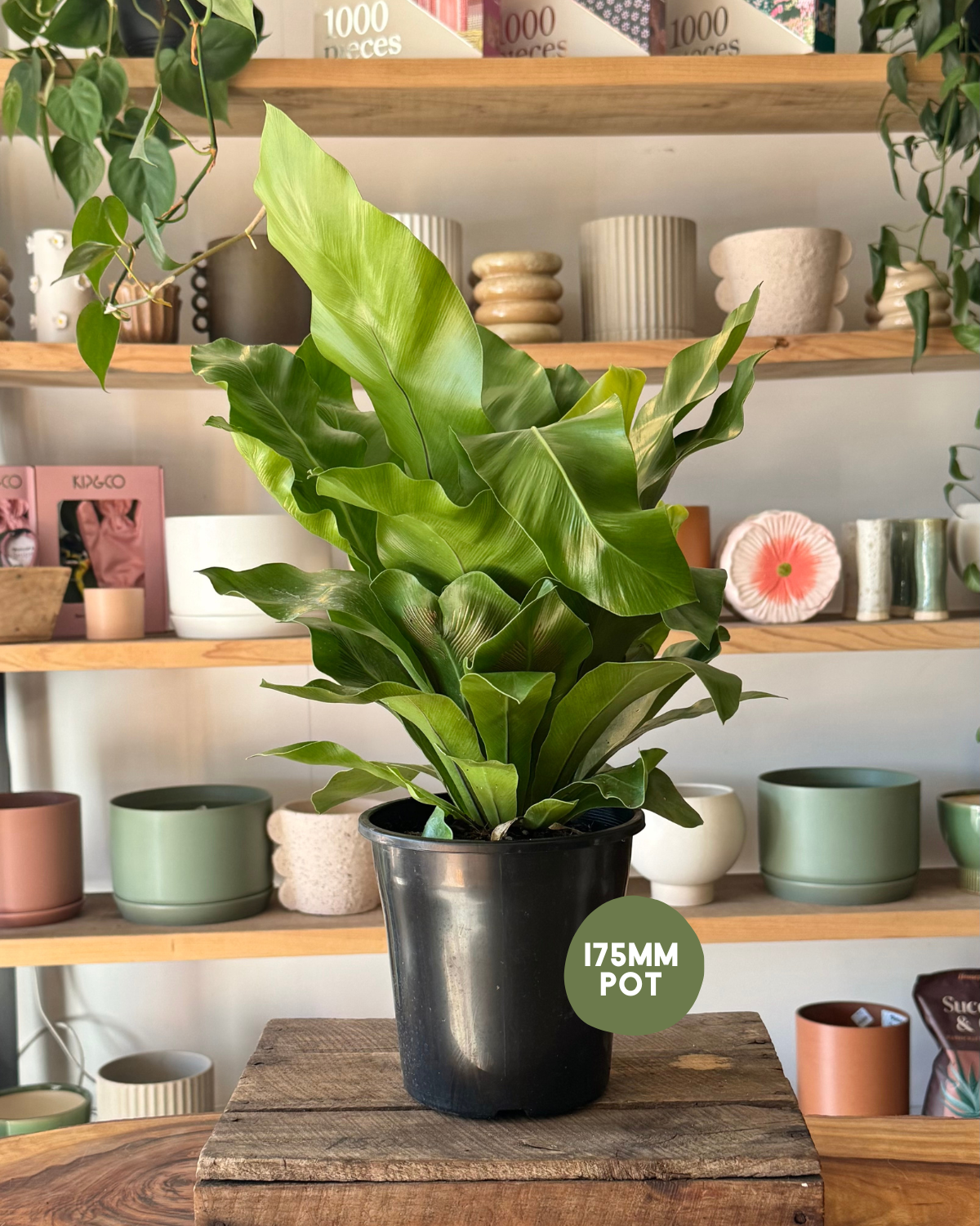 Bird’s Nest Fern (Asplenium ‘Norfolk Gem’)