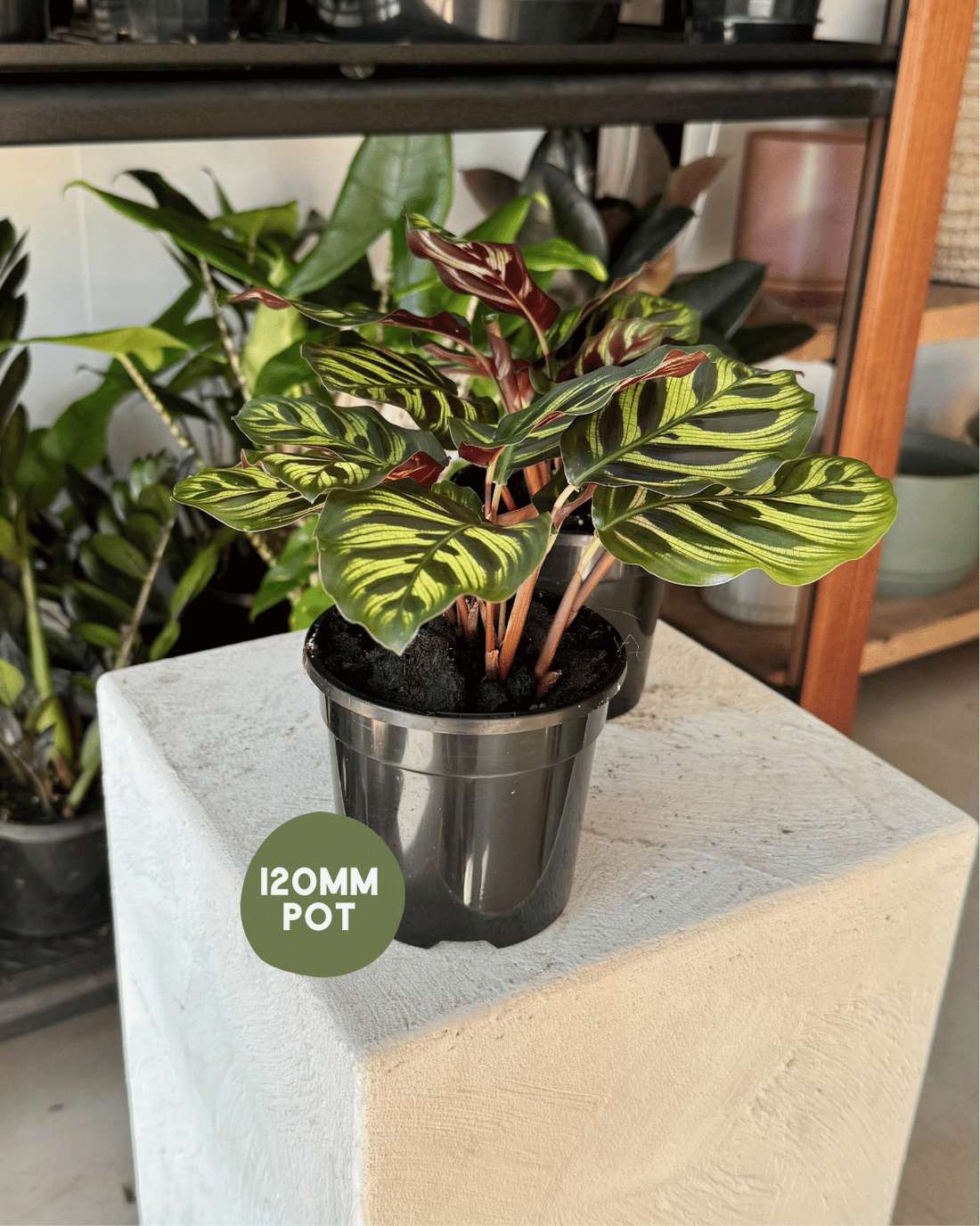 Calathea Mini Mak - Indoor Plants Muswellbrook