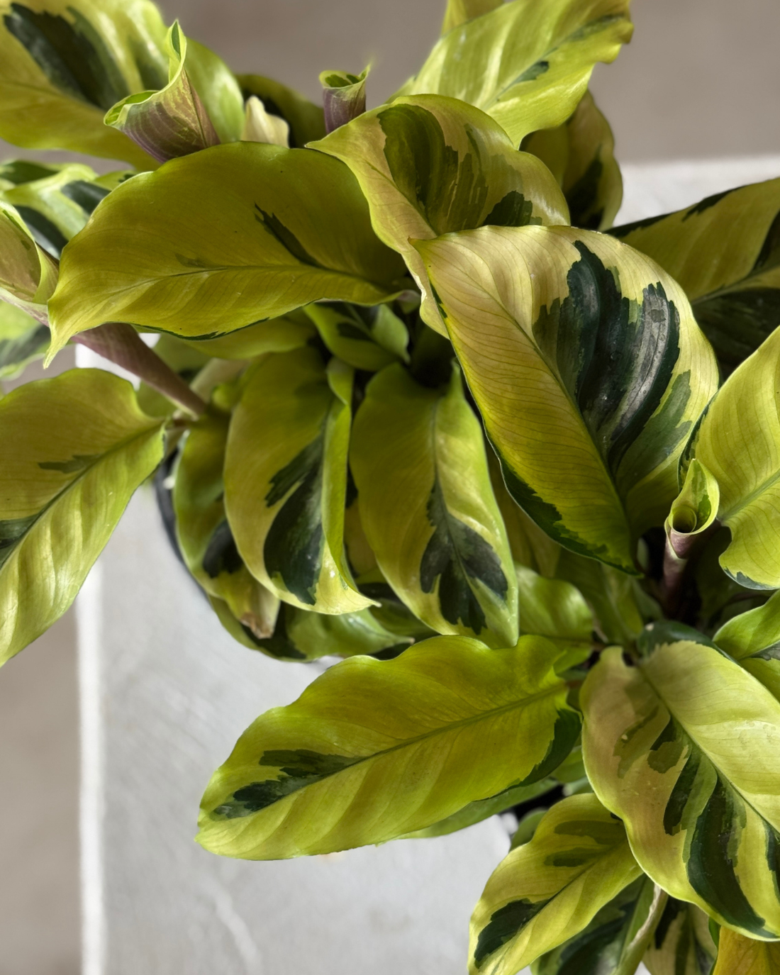 Calathea Yellow Fusion