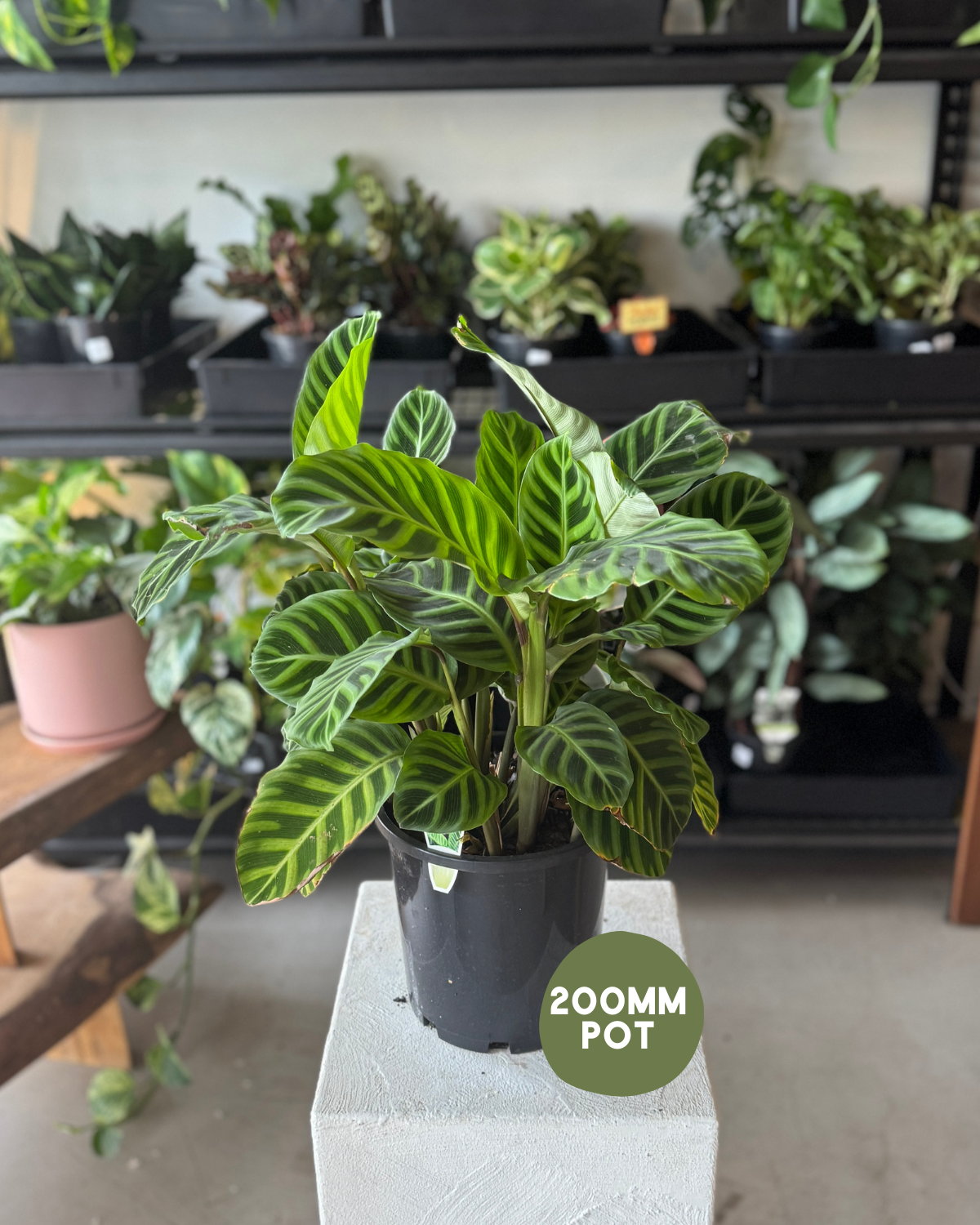 Calathea Zebrina (Zebra Plant)