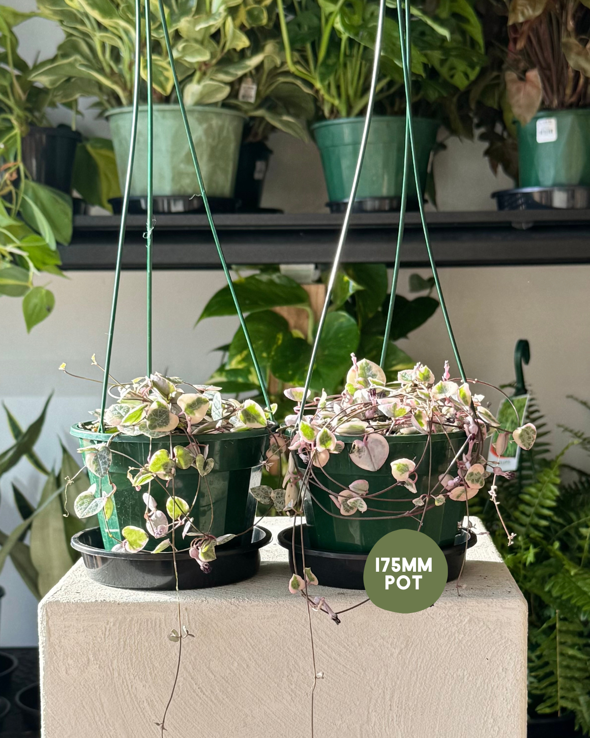 Chain of Hearts - Variegated (Ceropegia Woodii Variegata) - Muswellbrook Florist Indoor Plant Delivery Polly & Co