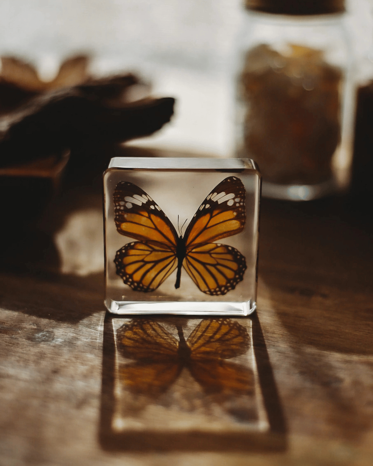 Common Tiger Butterfly Specimen Tile by Our Earth Life
