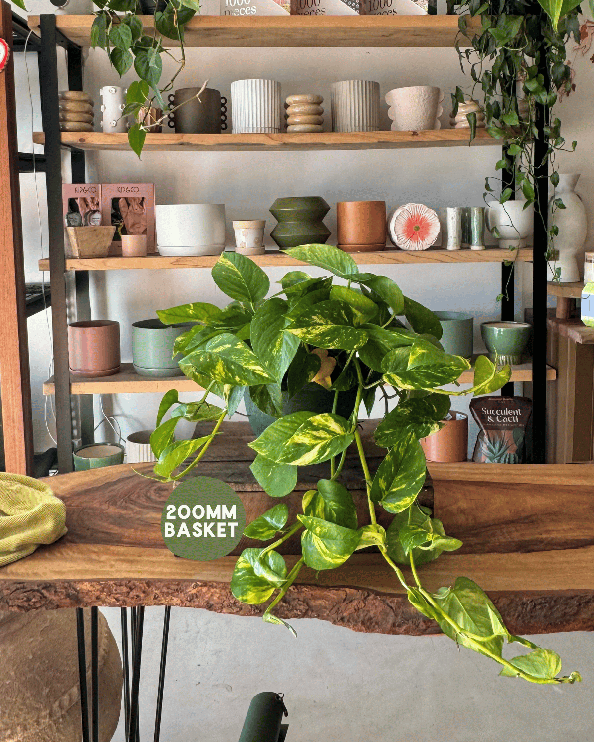 Indoor Plant Delivery - Devil’s Ivy (Epipremnum Aureum)