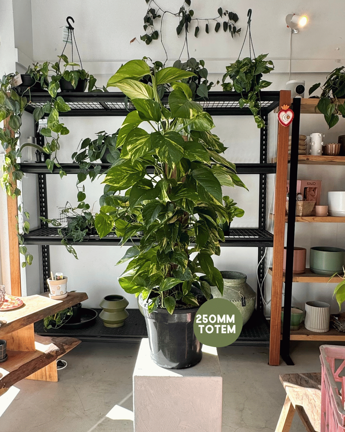 Indoor Plant Delivery - Devil’s Ivy (Epipremnum Aureum)