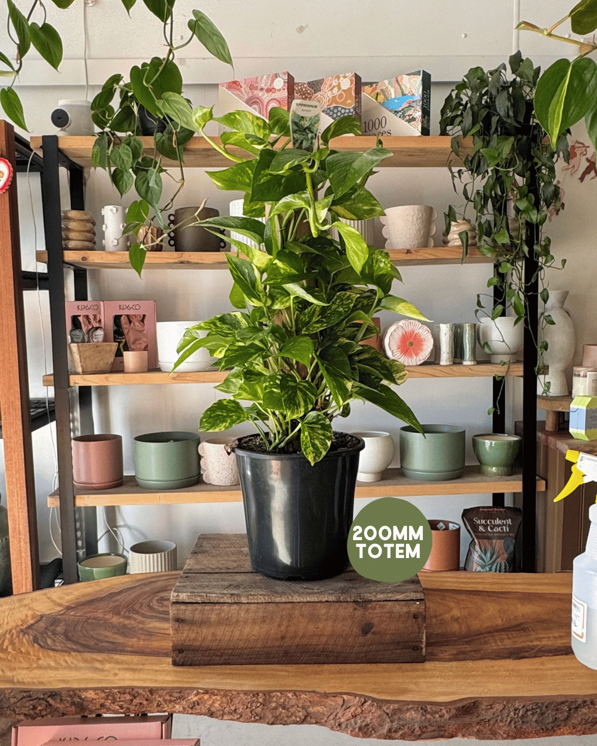 Indoor Plant Delivery - Devil’s Ivy (Epipremnum Aureum)