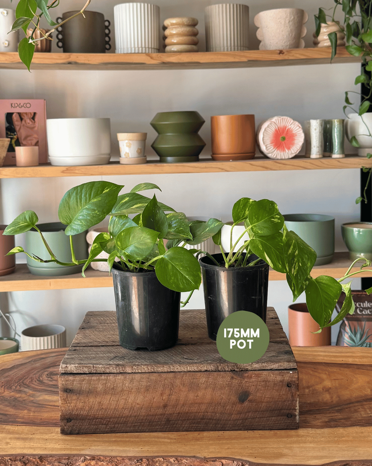 Indoor Plant Delivery - Devil’s Ivy (Epipremnum Aureum)
