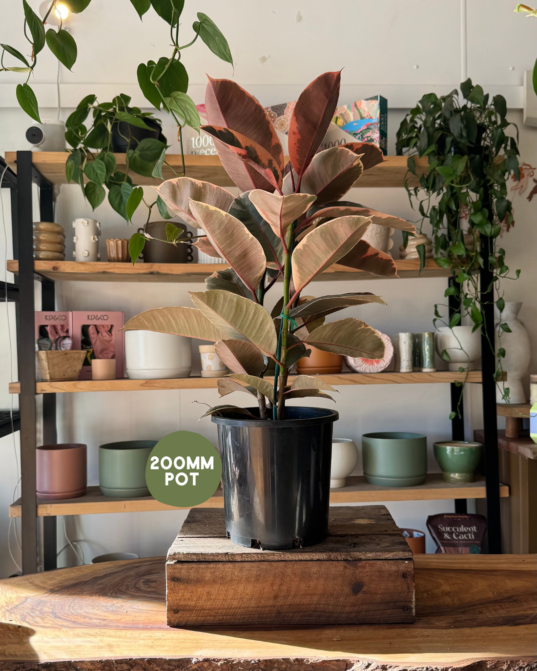 Ficus Ruby Rubber Plant (Ficus Elastica &