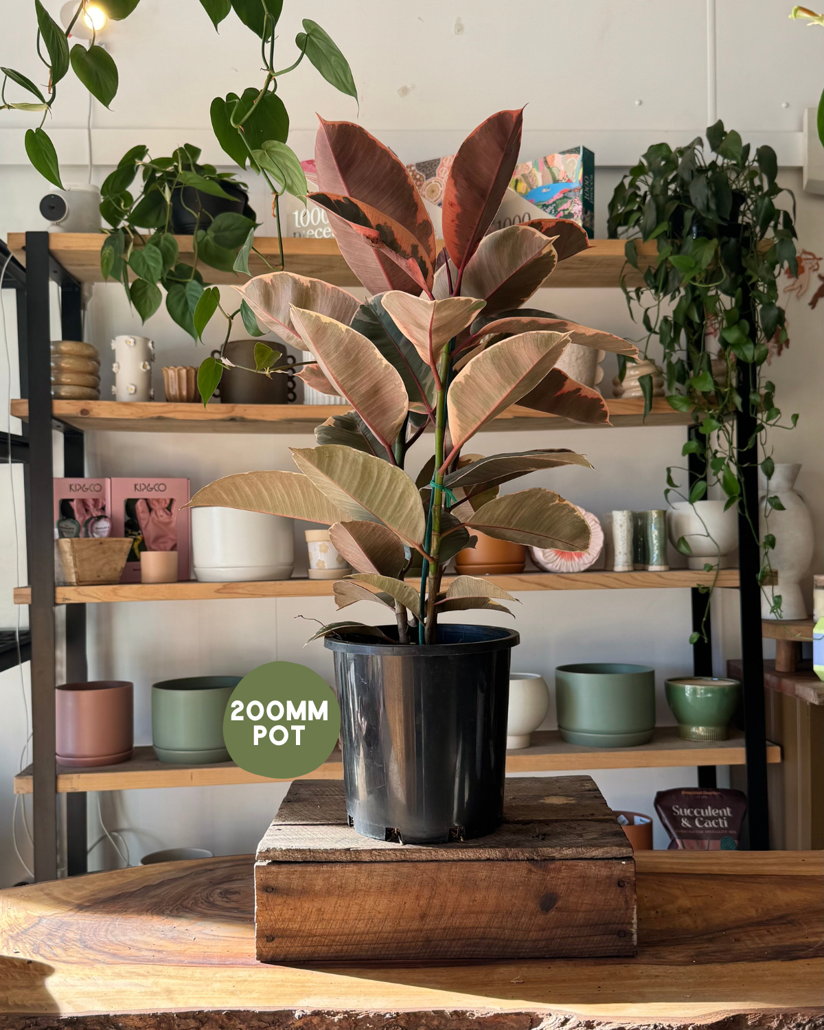 Ficus Ruby Rubber Plant (Ficus Elastica &