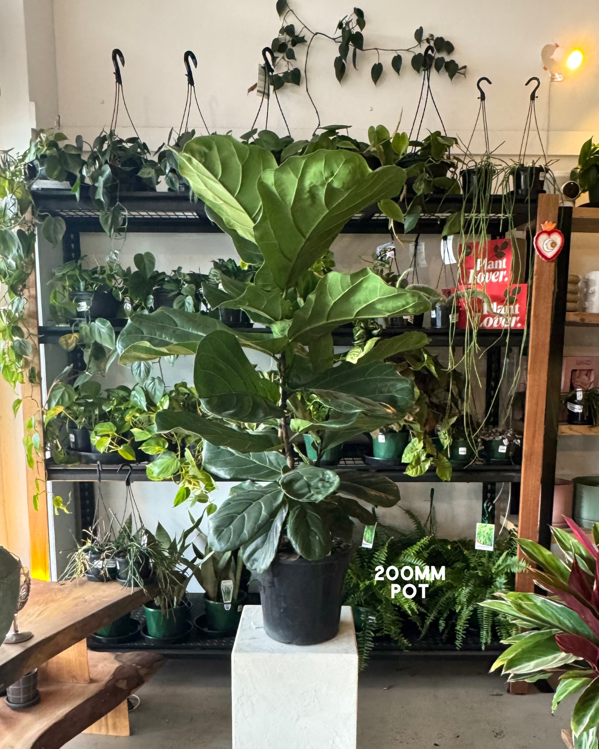 Fiddle Leaf Fig (Ficus lyrata) - Polly & Co Muswellbrook