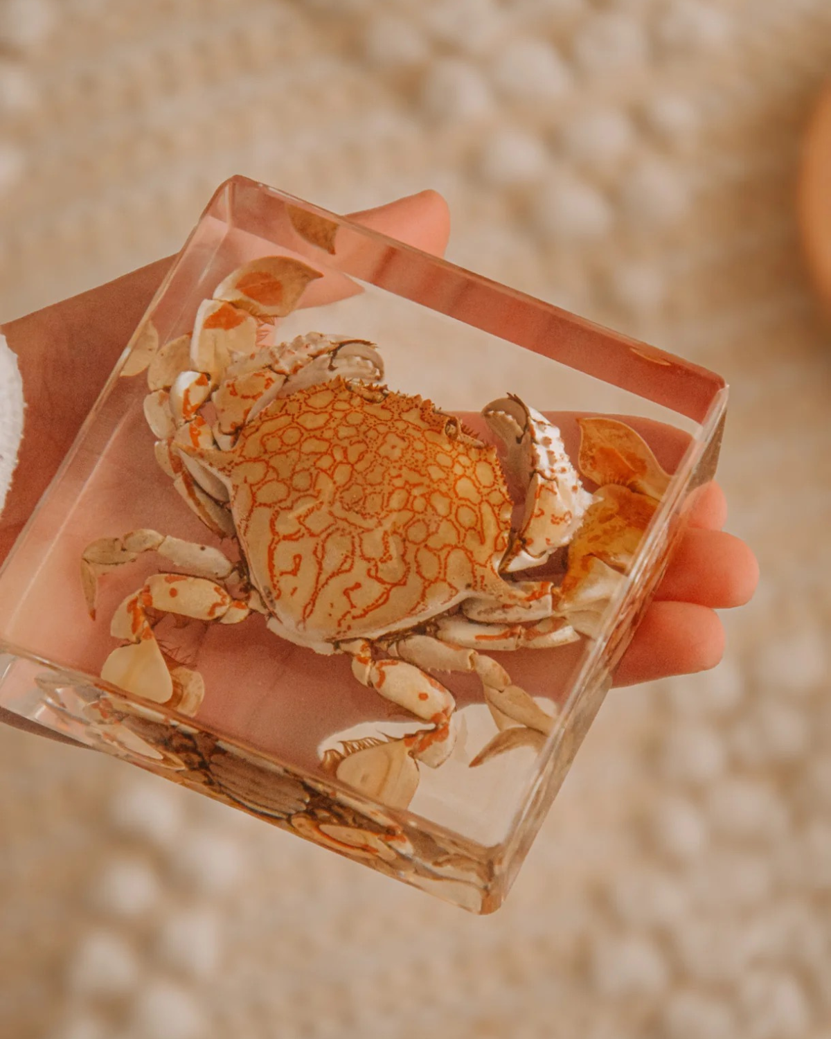 Flower Moon Crab Specimen in Resin by Our Earth Life