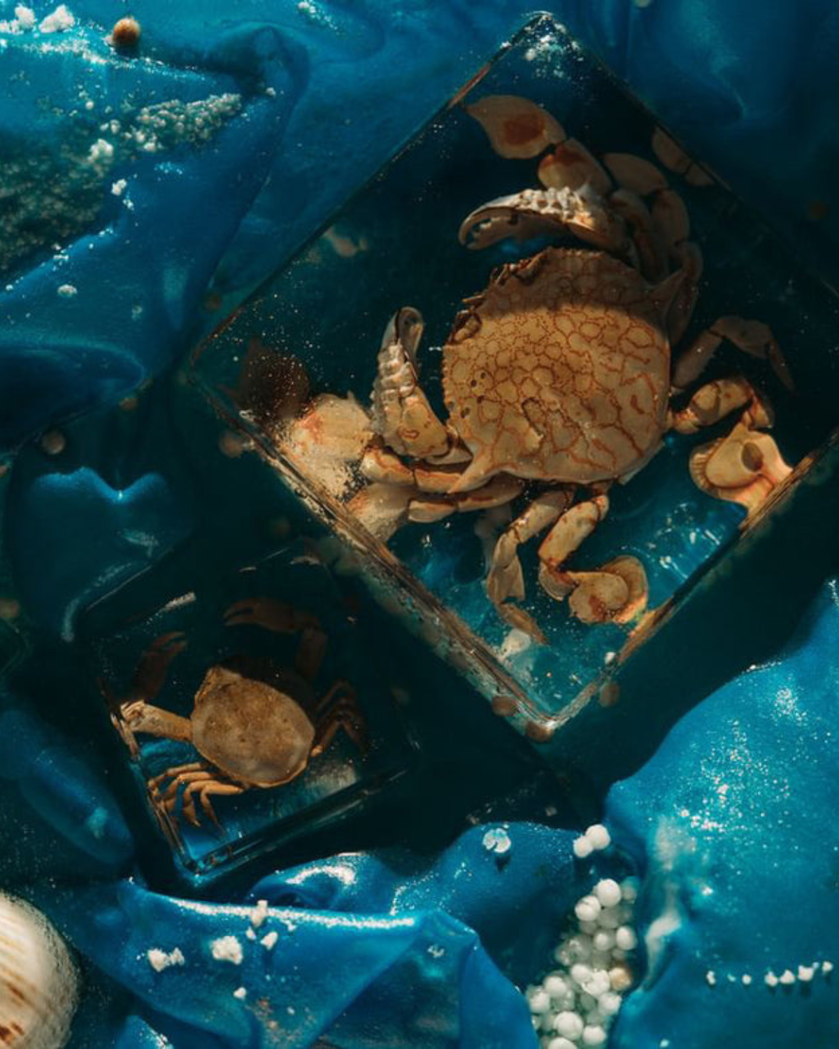 Flower Moon Crab Specimen in Resin by Our Earth Life