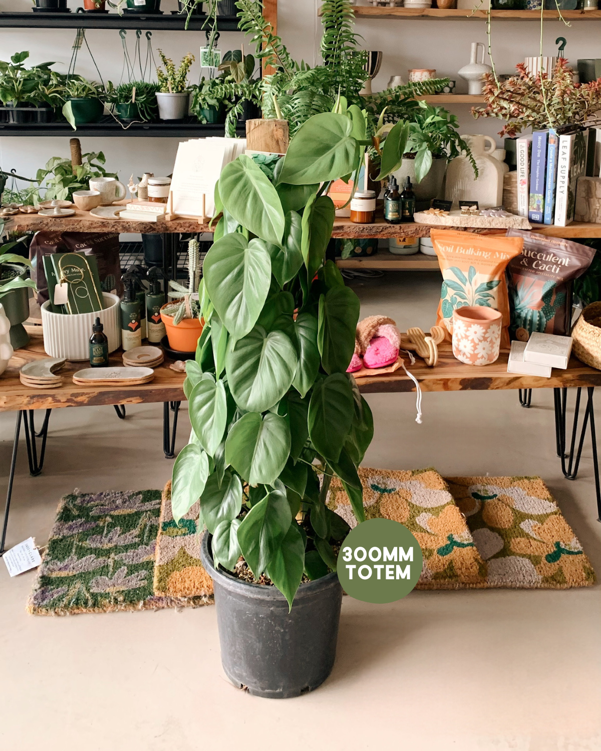 philodendron cordatum soil THE FLORA BAR by POLLY & CO l Heart Leaf Philodendron – Polly & Co