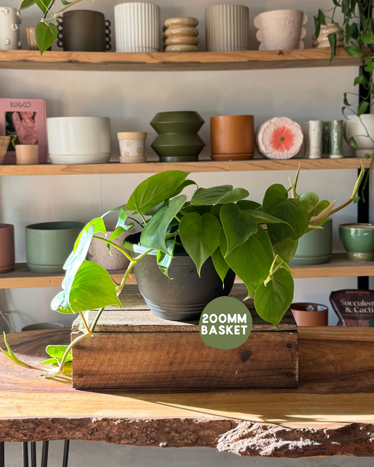 Shop Plants Online - Heart Leaf Philodendron (Philodendron Cordatum)