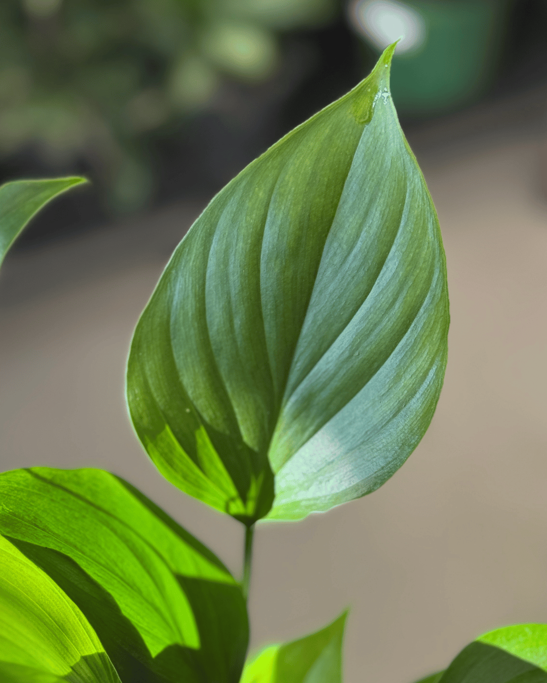 Homalomena Emerald Gem