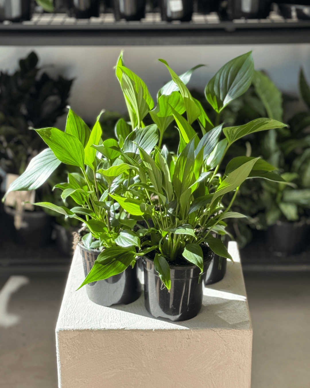 Homalomena Emerald Gem