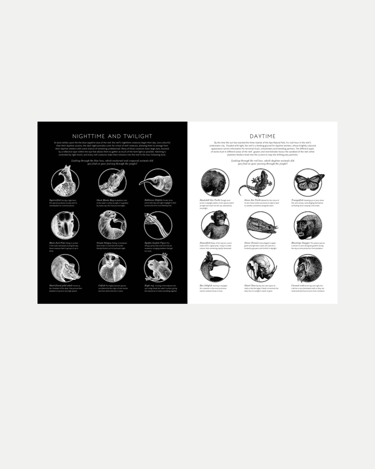 Illuminature - Children&