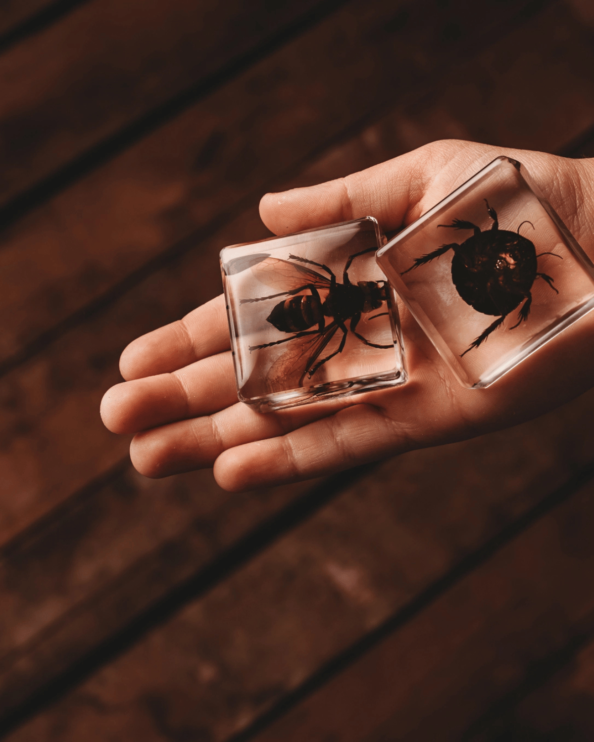 Investigative Insects Specimen Set by Our Earth Life