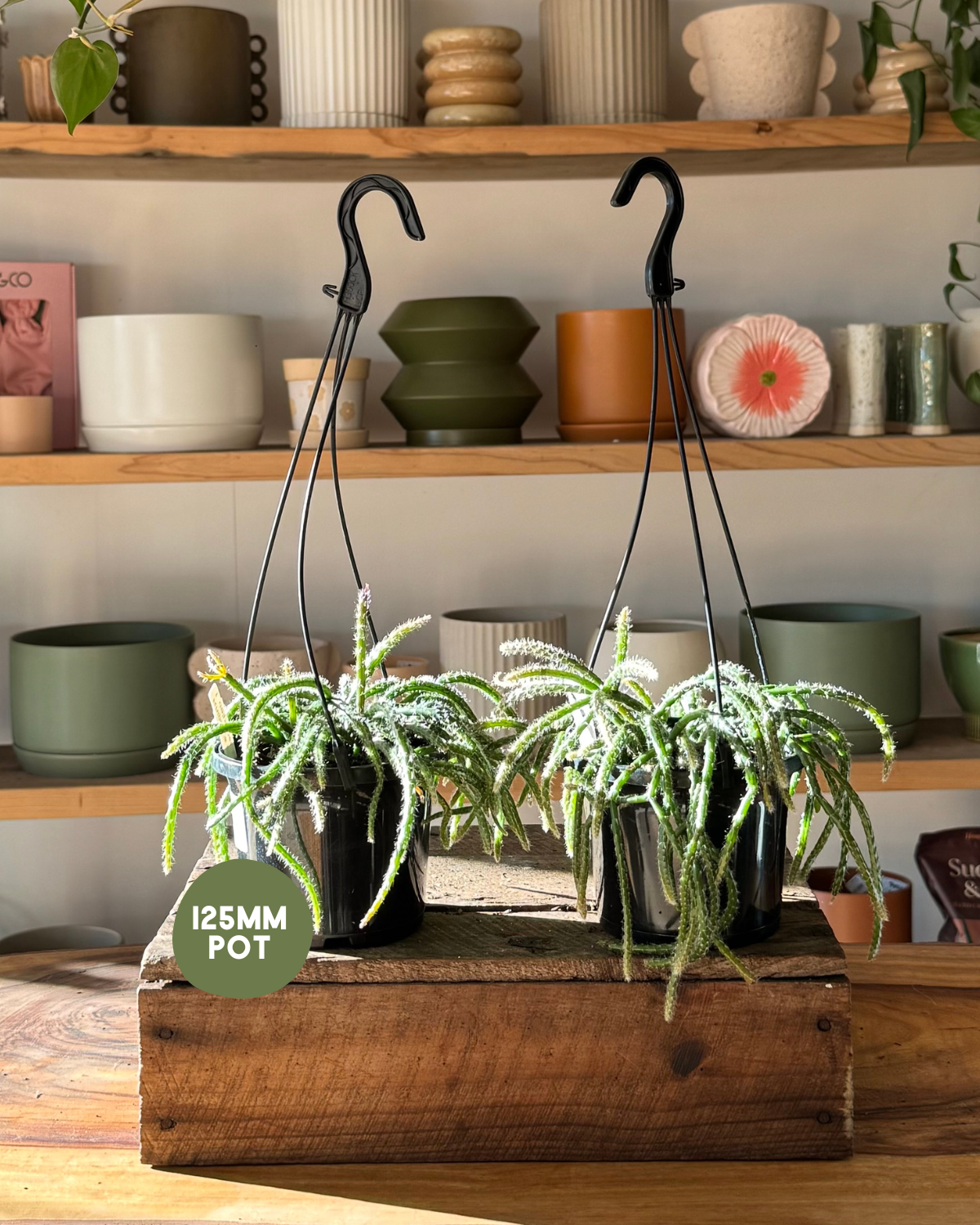 Mistletoe Cactus (Rhipsalis baccifera f. delphinensis) - Muswellbrook Florist
