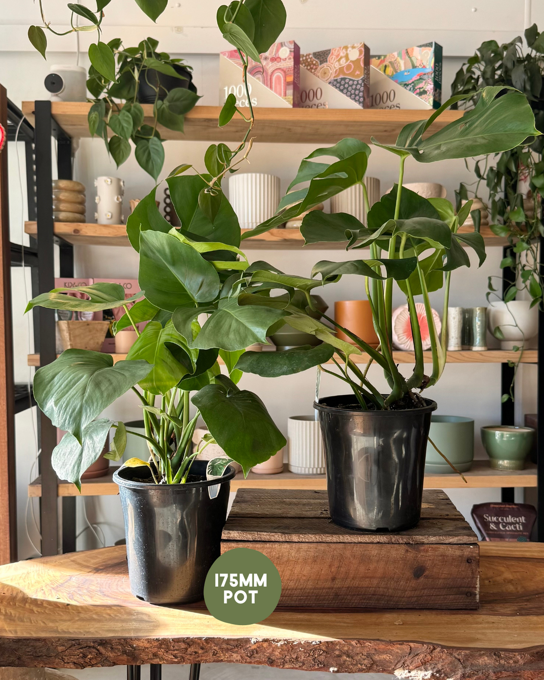 Monstera Deliciosa (Swiss Cheese Plant) - Indoor Plants Muswellbrook