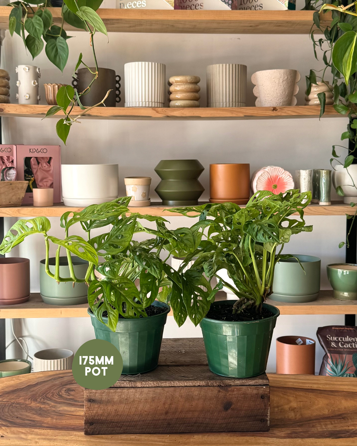 Monstera Monkey Mask (Monstera Adansonii) - Polly & Co Muswellbrook