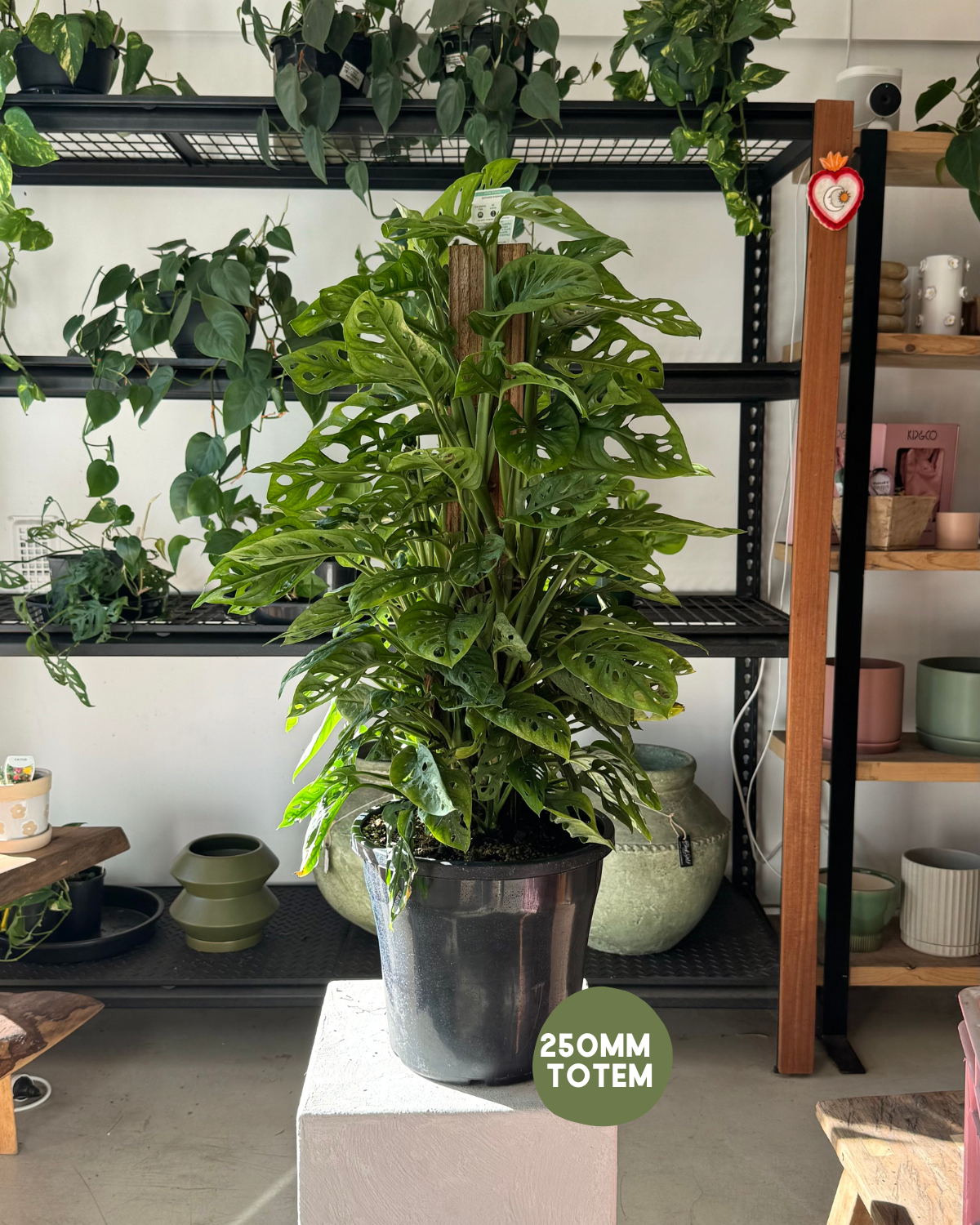 Monstera Monkey Mask (Monstera Adansonii) - Polly & Co Muswellbrook