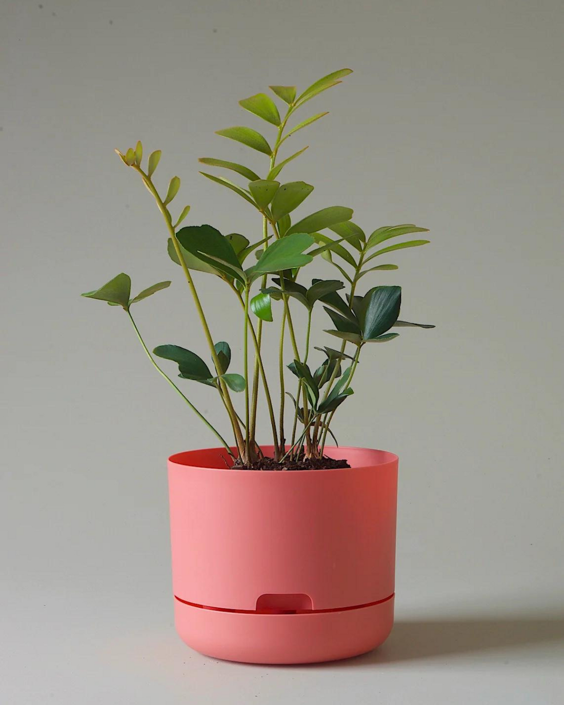 Mr Kitly Selfwatering Plant Pot - Persimmon