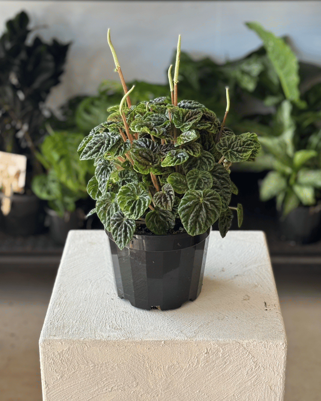 Peperomia Emerald Ripple
