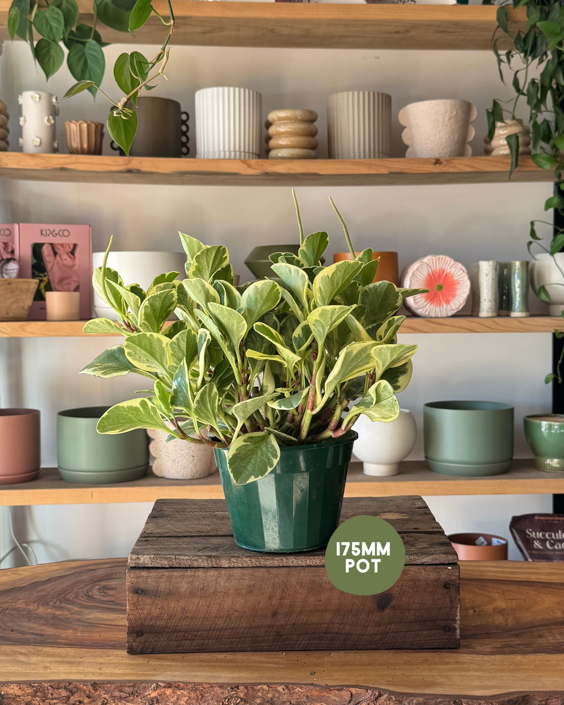 Peperomia Green & Gold (Peperomia Obtusifolia &