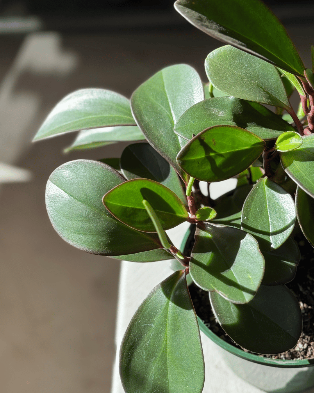 Peperomia Red Edge