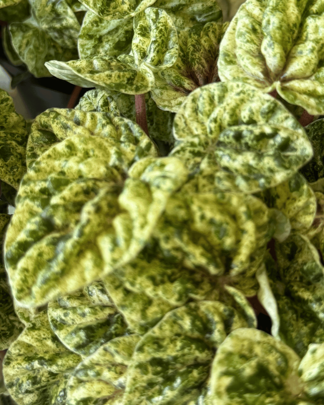 Peperomia Speckled Ripple
