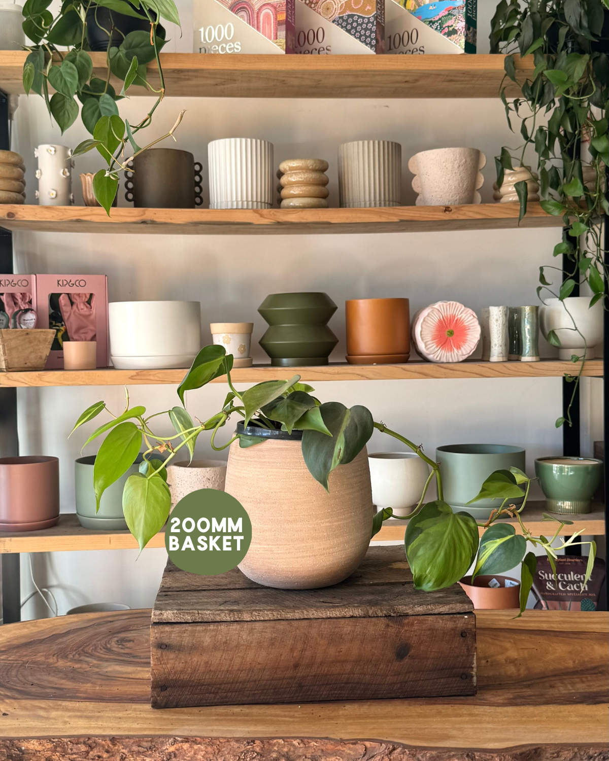 Indoor Plant Delivery Muswellbrook - Philodendron Brasil (Philodendron hederaceum &