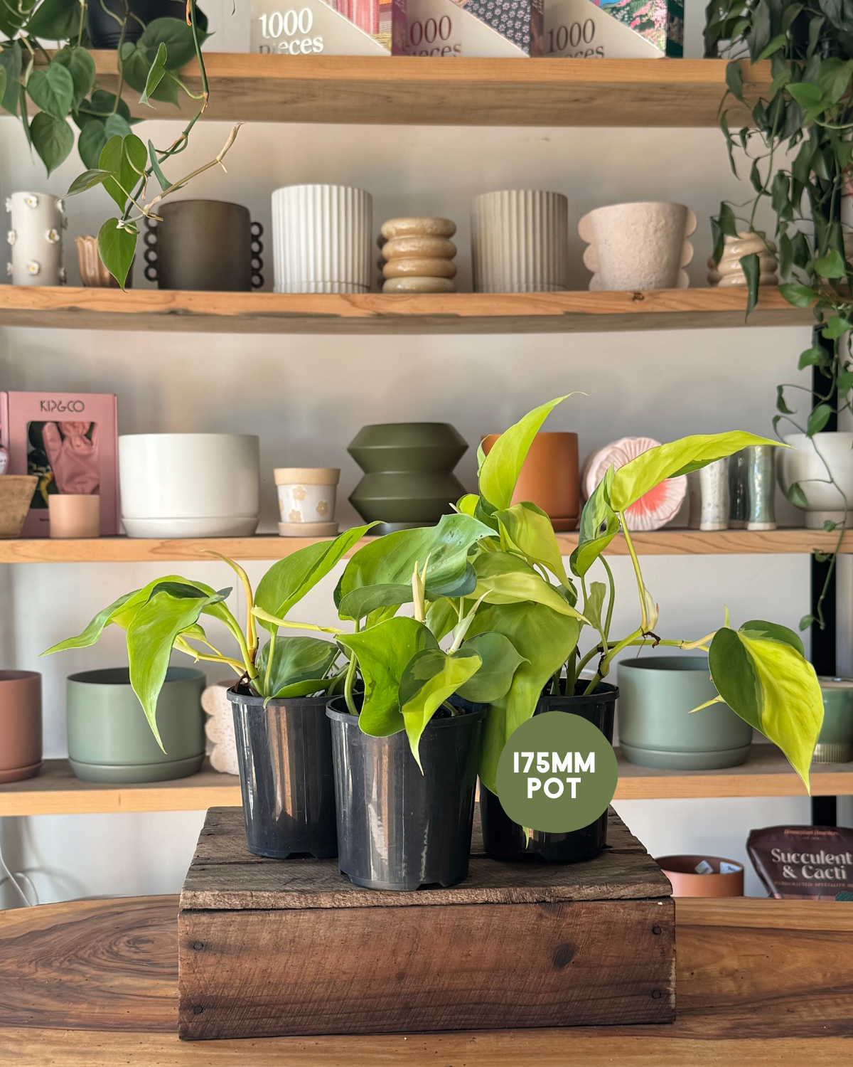 Indoor Plant Delivery Muswellbrook - Philodendron Brasil (Philodendron hederaceum &