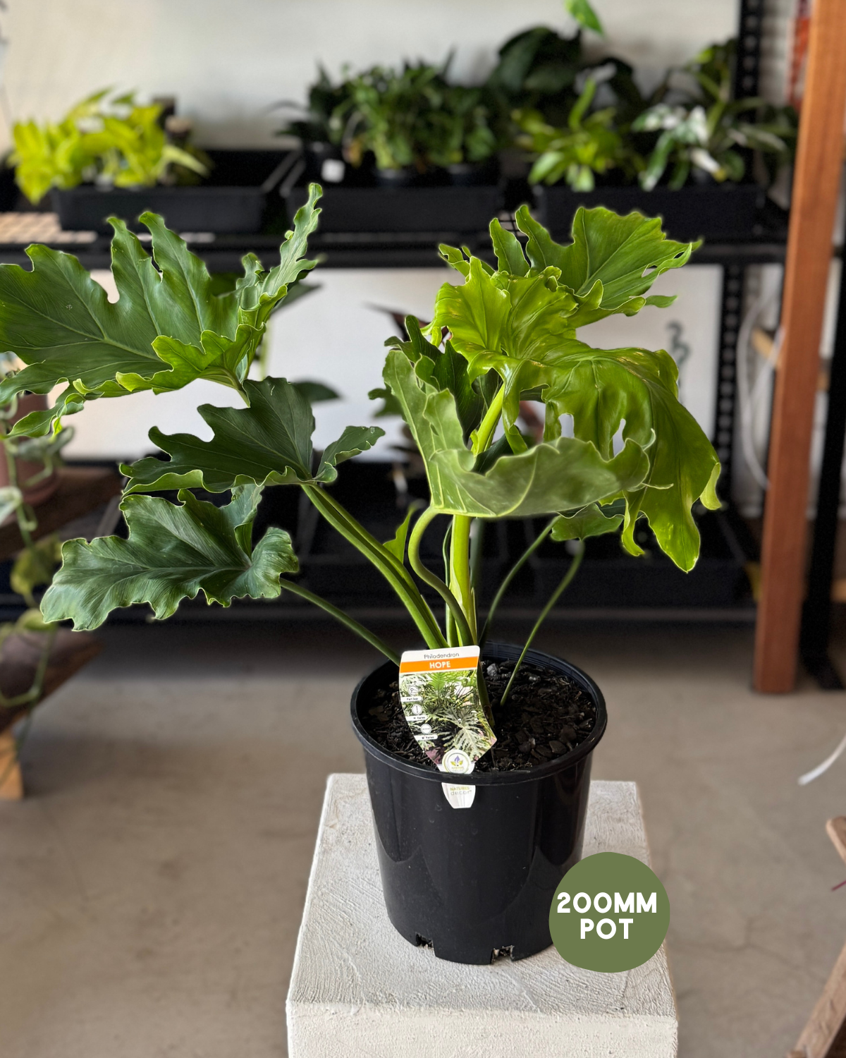 🪴 Philodendron Hope