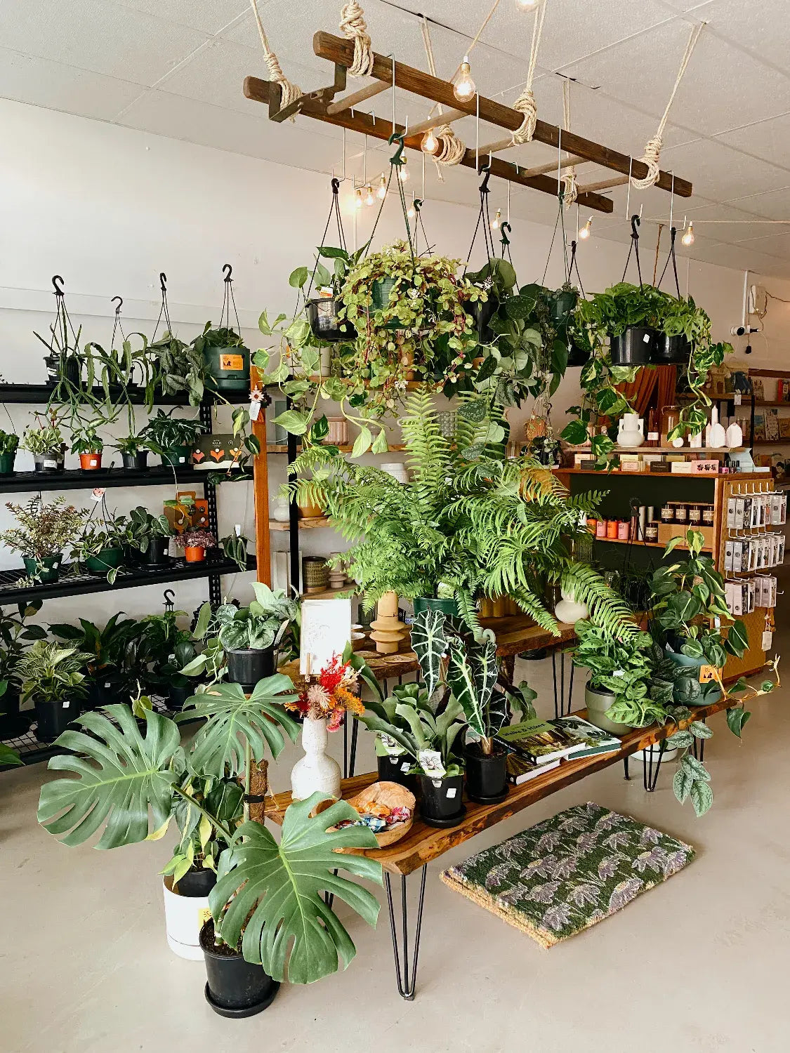 Polly & Co - Muswellbrook Gift Shop & Florist - Indoor Plant Nursery - Hunter Valley NSW