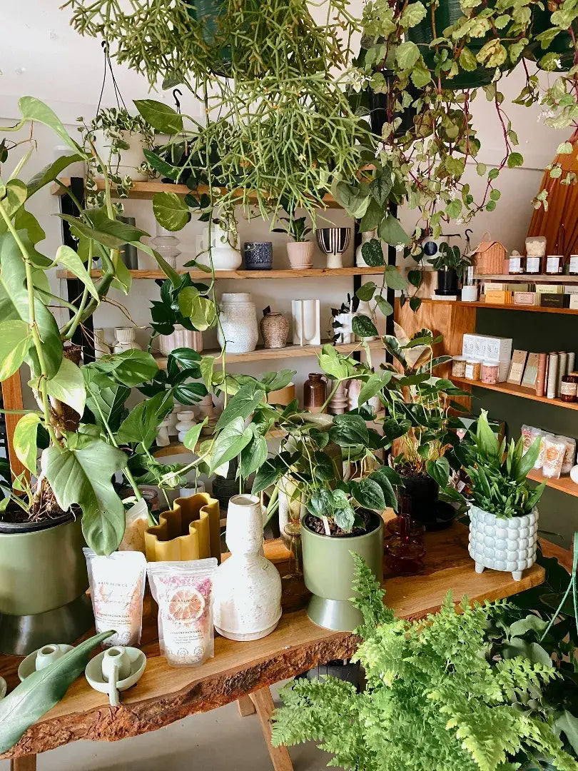 Polly and Co Gift Shop Muswellbrook Hunter Valley - Indoor Plants
