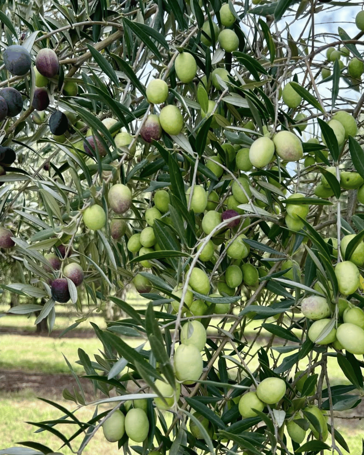 Pukara Estate Premium Extra Virgin Olive Oil - 500ml / 2ltr . Polly & Co - Muswellbrook