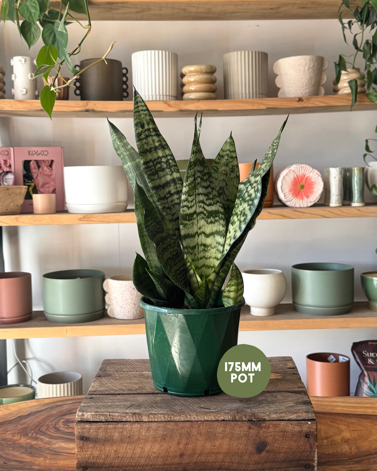 Sansevieria (Mother-in-Law’s Tongue) - Silver Princess - Polly & Co Muswellbrook