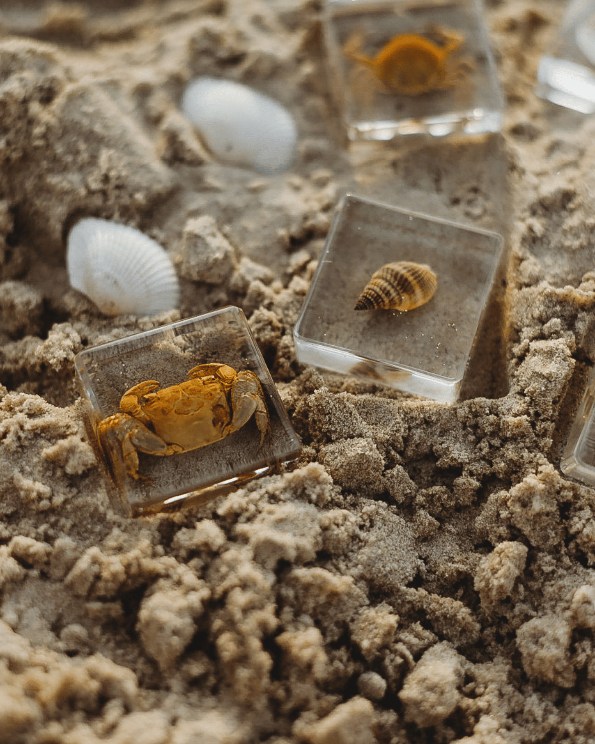 Sea Searchers Specimen Set by Our Earth Life