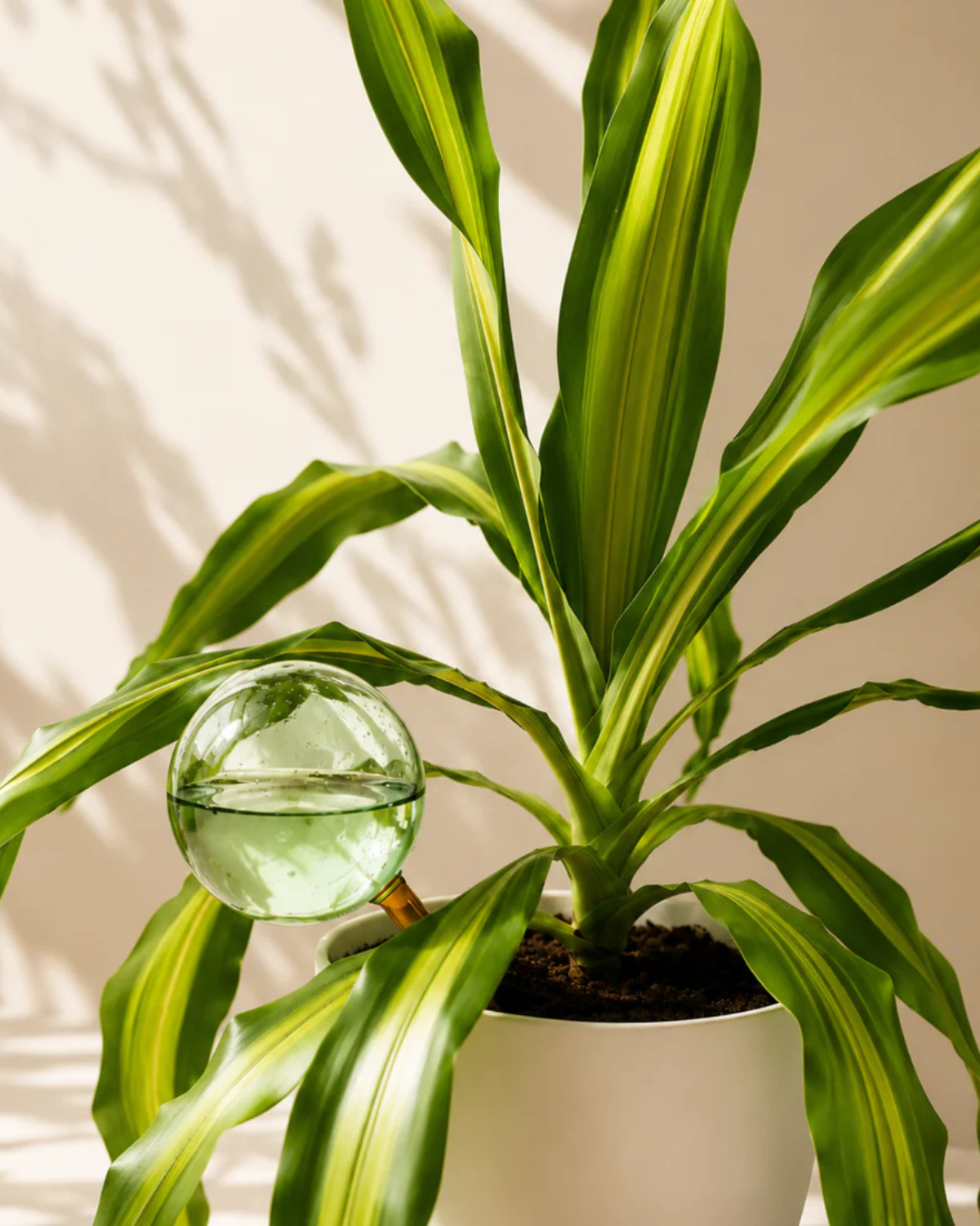 Self-Watering Globe by We The Wild