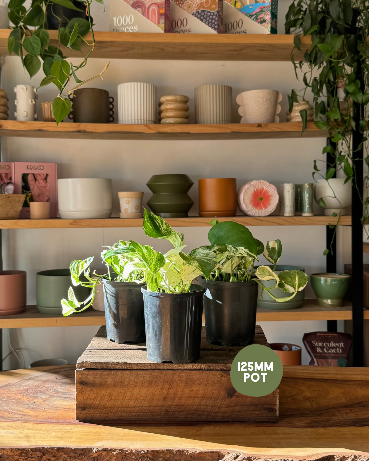 Snow Queen Pothos (Epipremnum Aureum) - Indoor Plant Delivery Muswellbrook Florist Polly & Co