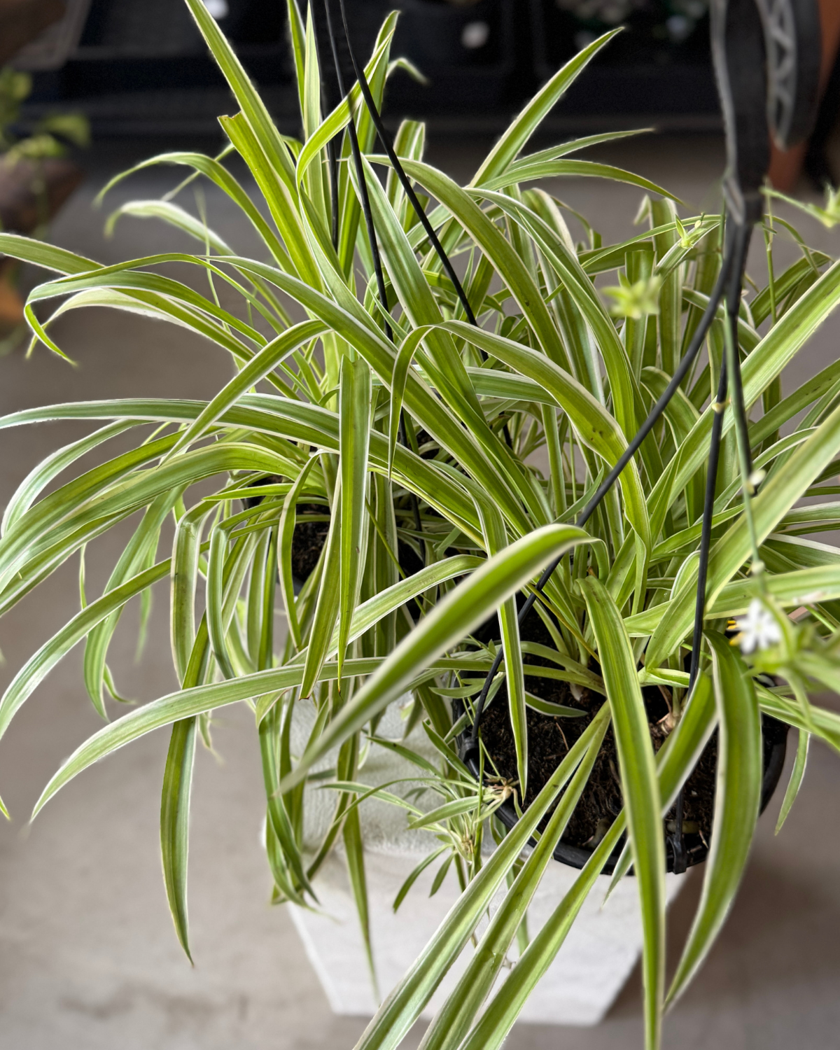 Spider Plant (Chlorophytum Ocean)
