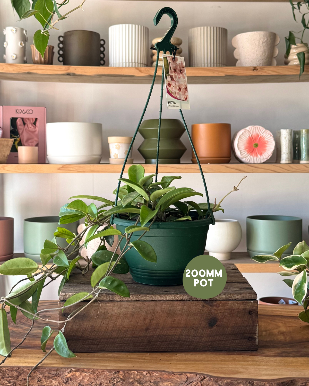 Wax Hoya (Hoya Carnosa) Muswellbrook Nursery
